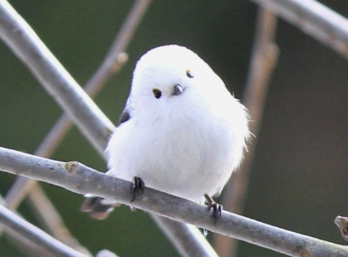 생물 맞추기 퀴즈