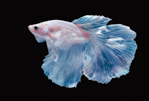 물고기 (관상어 포함) 맞추기