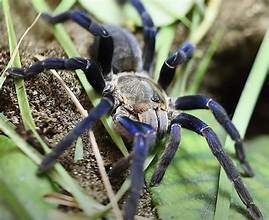생물 맞추기 썸네일