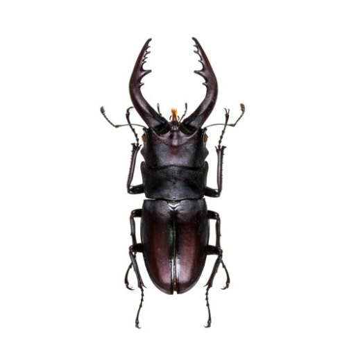 전세계 사슴벌레 맞추기