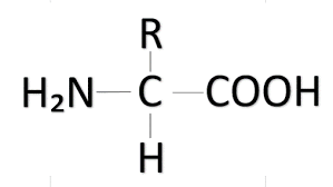 아미노산 기호 맞추기 (생2)