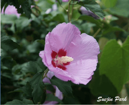 꽃의 이름을 맞춰 보세요!(시험 공부용)