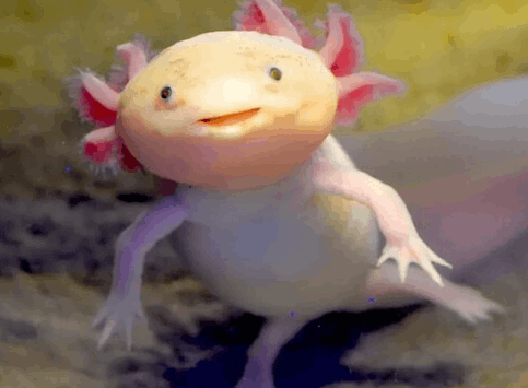 동물 맞히기 썸네일