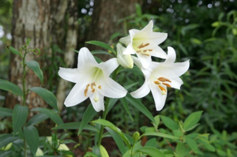 백합 공수 맞추기 썸네일