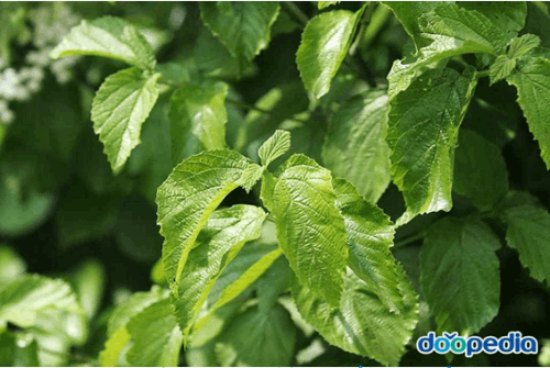 산림기사 하층식생 (양산)