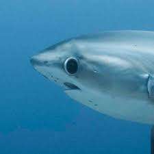 실루엣만 보고 물고기 맞추기【바다】 썸네일