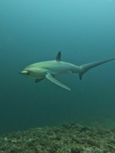 상어맞추기! 썸네일