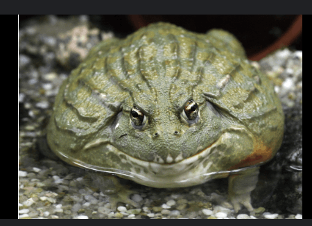 개구리 맟추기 썸네일