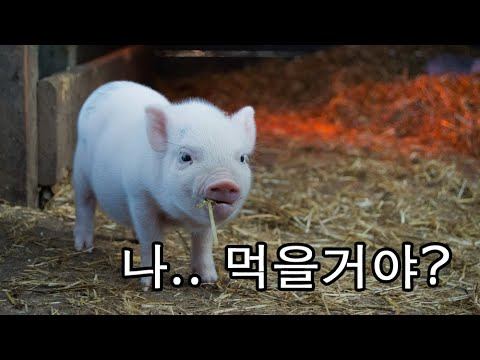 음식퀴즈 썸네일
