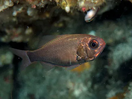 심해 물고기 맞추기 썸네일