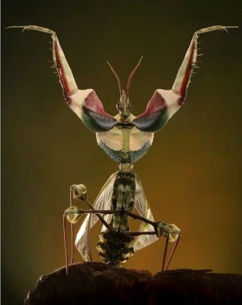 전 세계 사마귀 맞추기 썸네일