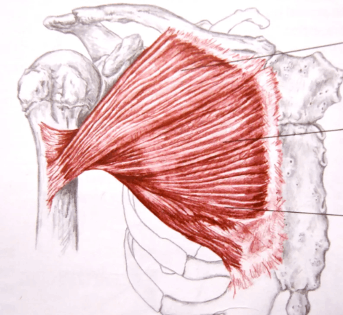 근육 이름 맞추기 (물리치료학과 학생이 만듦) 썸네일