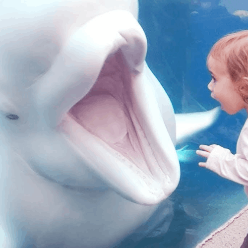 역사(1)-구석기~고조선 (Made by Dracena) 썸네일