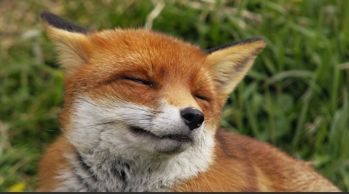 생물 마추기 썸네일