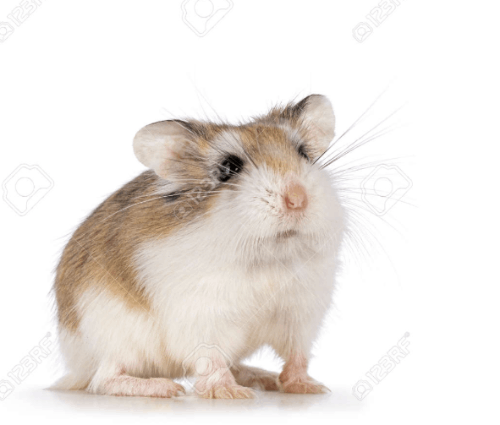 햄스터 품종 맞추기 (전문가용)